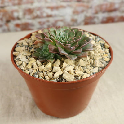 Graptopetalum tacitus bellus super star