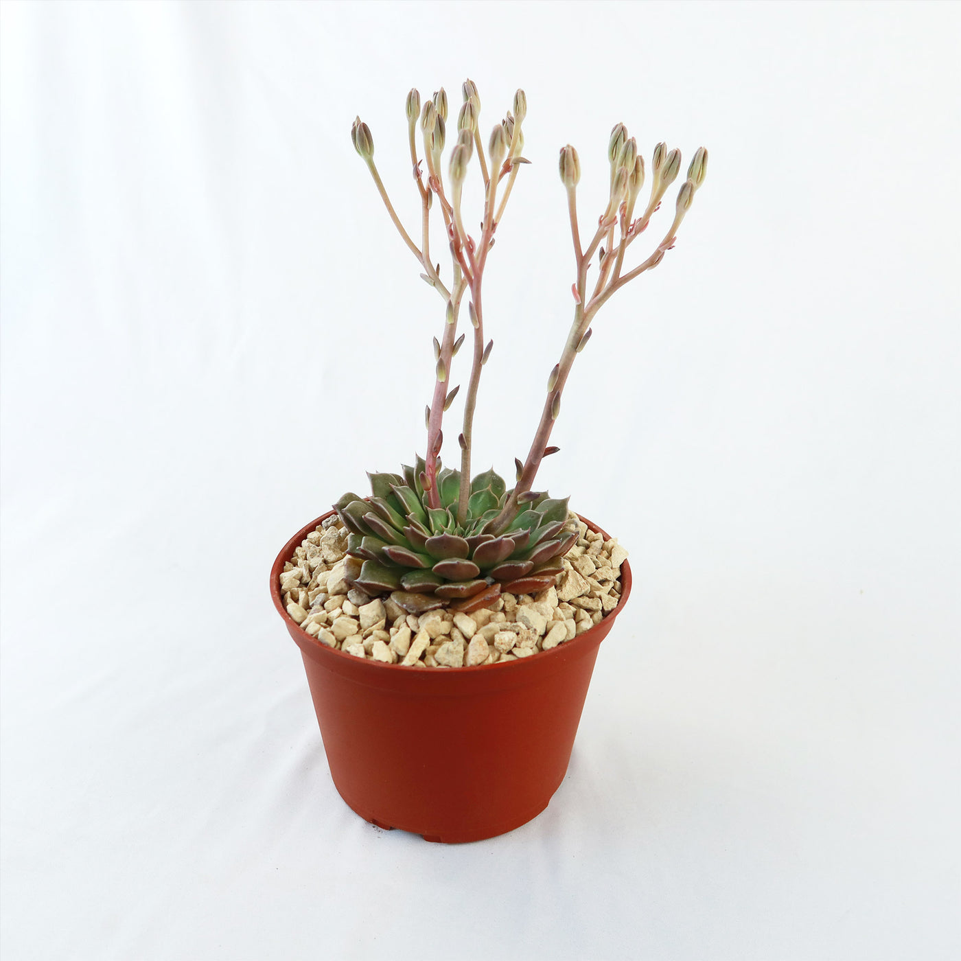 Graptopetalum tacitus bellus super star