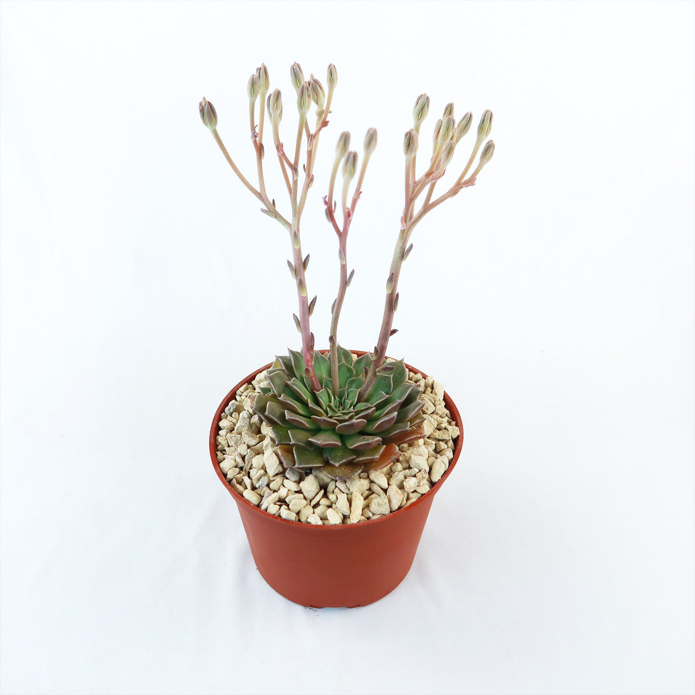 Graptopetalum tacitus bellus super star