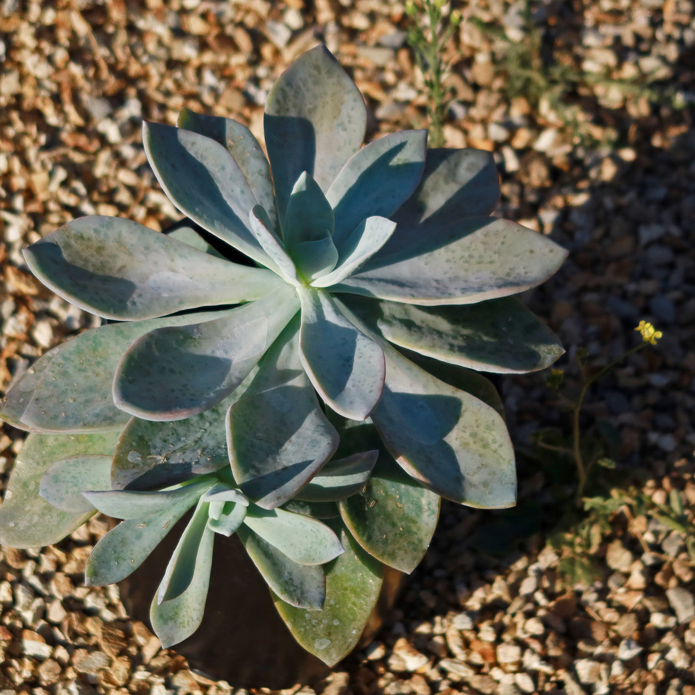 graptoveria blue pearl succulent Graptoveria platinum
