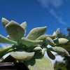 Graptoveria platinum