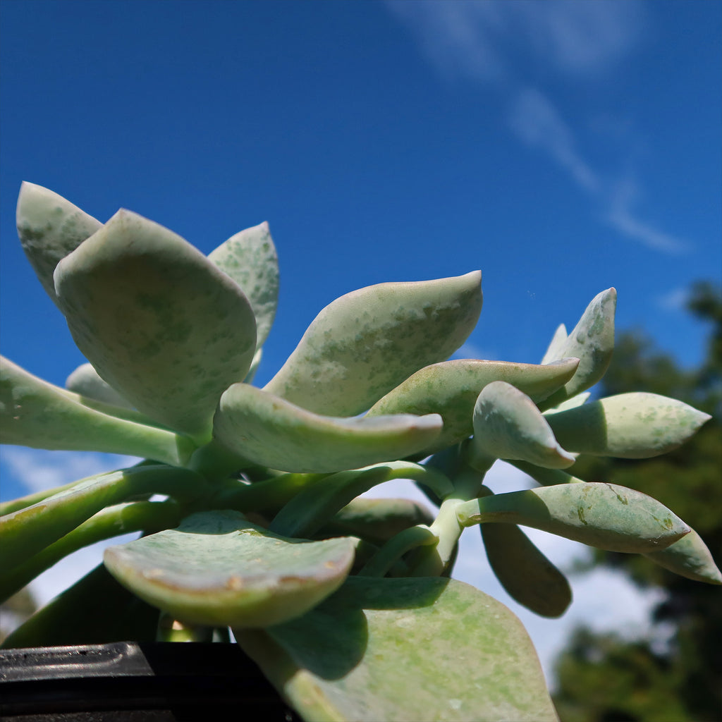 Graptoveria platinum