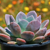 Opalina succulent - Graptoveria &