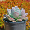 Opalina succulent - Graptoveria &