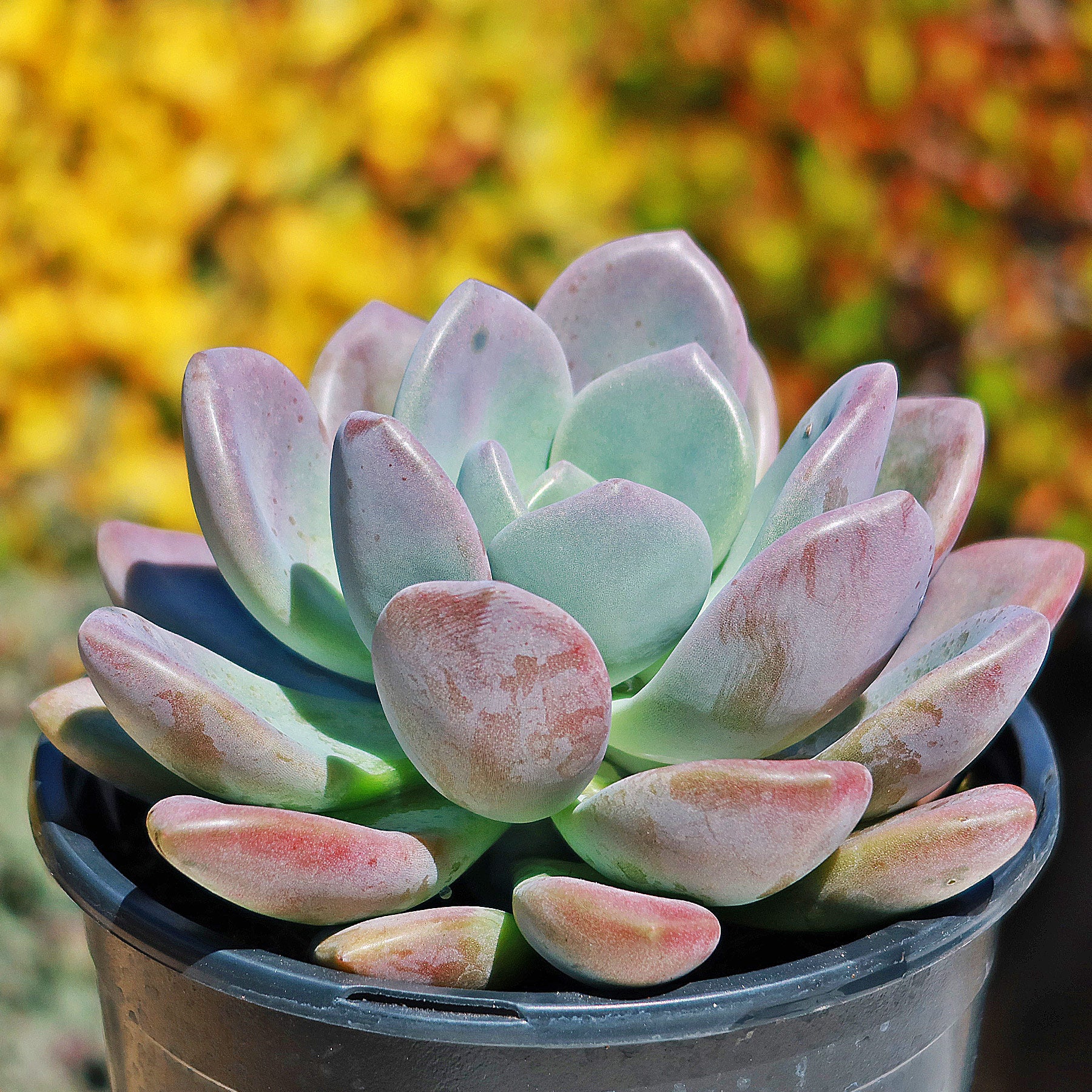 Opalina succulent - Graptoveria 'Opalina'