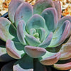 Opalina succulent - Graptoveria &