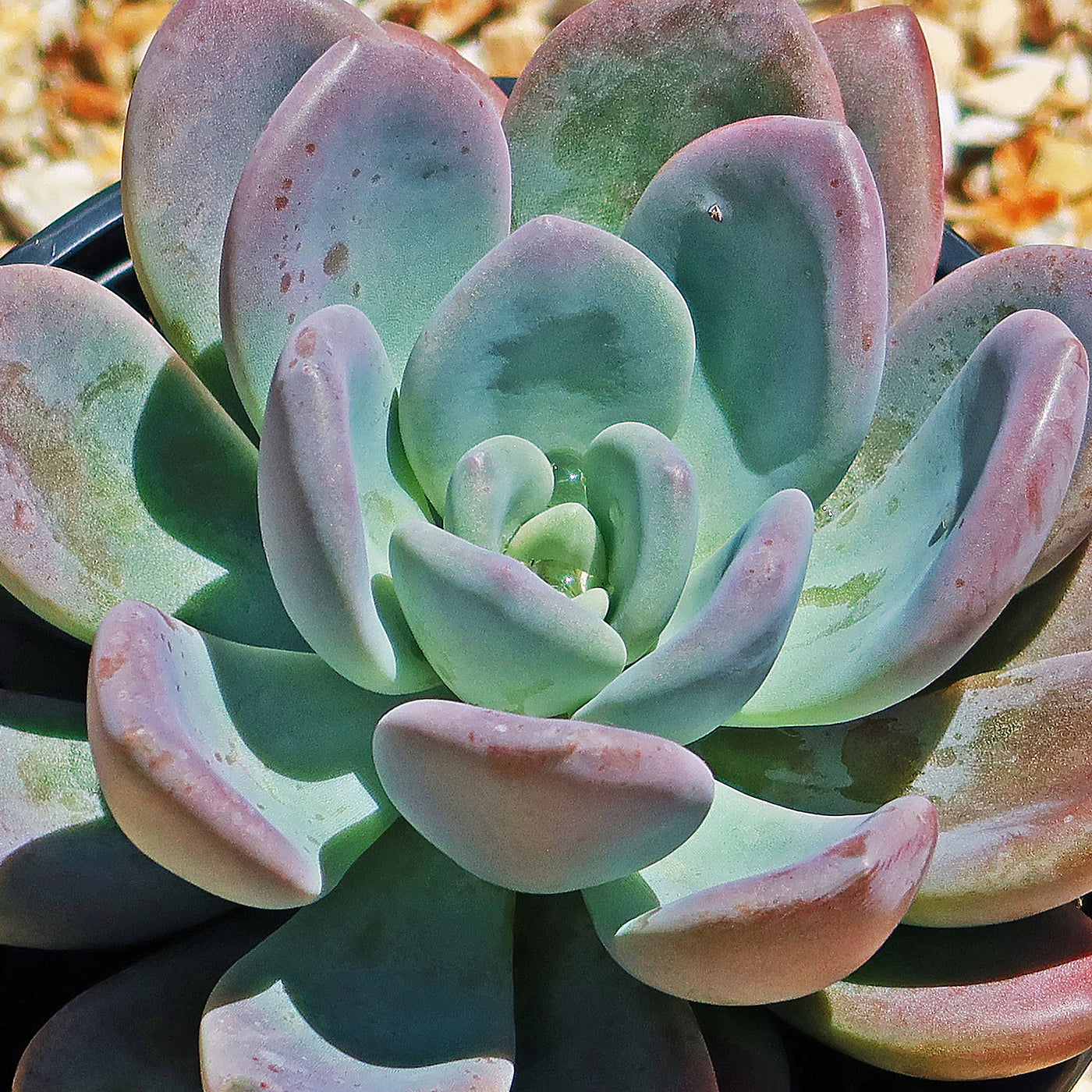 graptoveria succulent types Opalina succulent - Graptoveria 'Opalina' Info