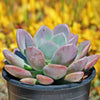 Opalina succulent - Graptoveria &