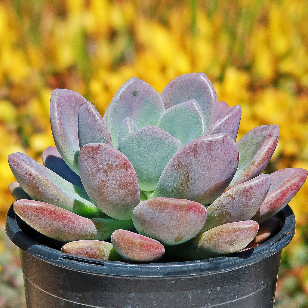 Opalina succulent - Graptoveria &