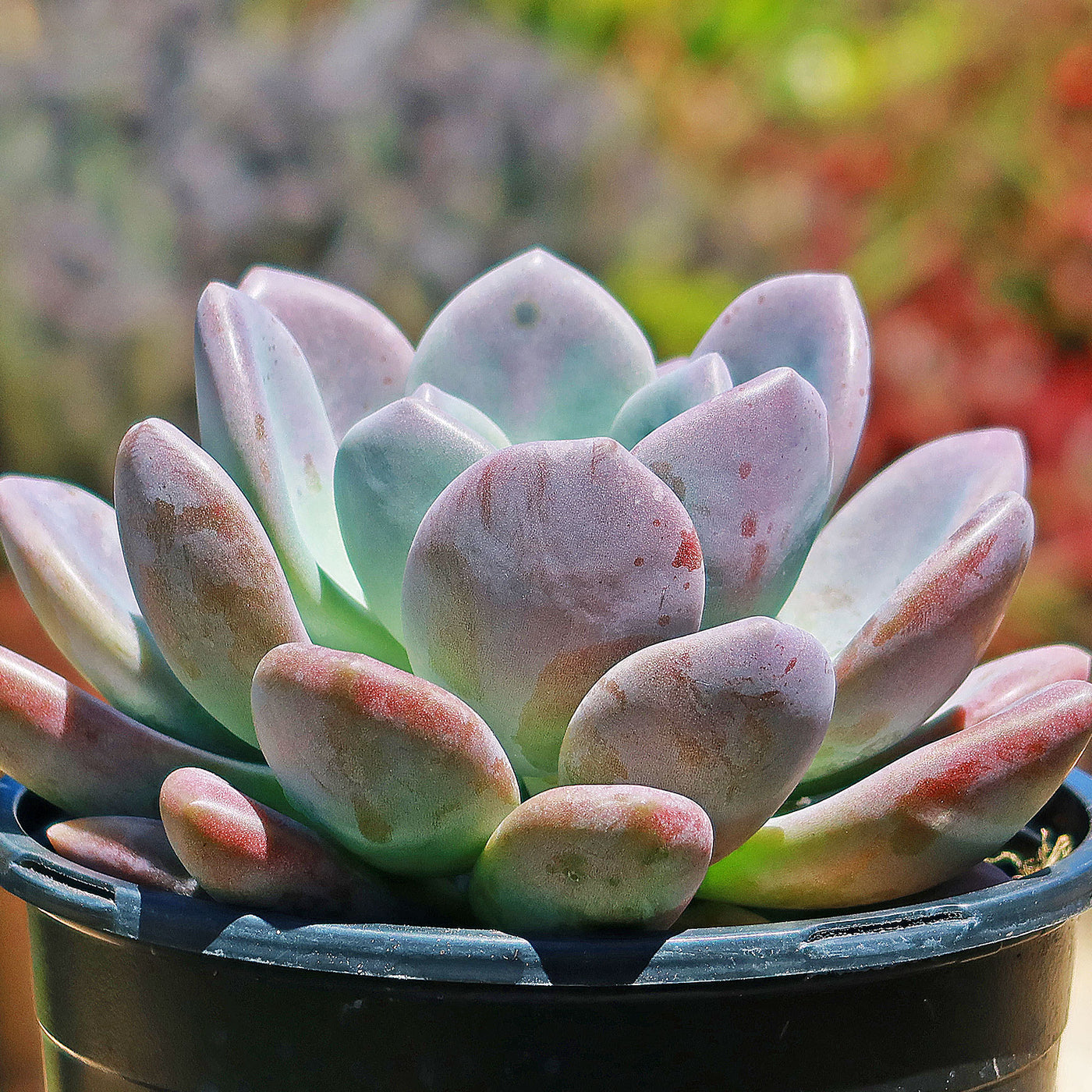 pink and green leaf succulent Opalina succulent - Graptoveria 'Opalina' Info