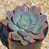 Opalina succulent - Graptoveria &