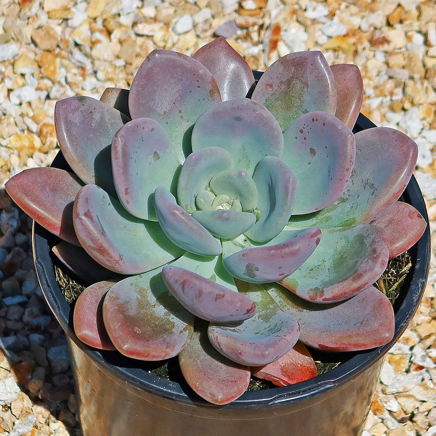 succulent opalina Opalina succulent - Graptoveria 'Opalina' Info