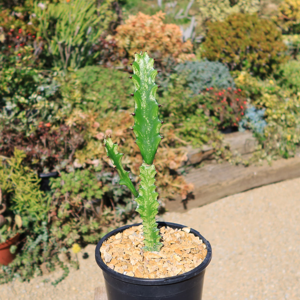 Green African Milk Tree - Euphorbia trigona &