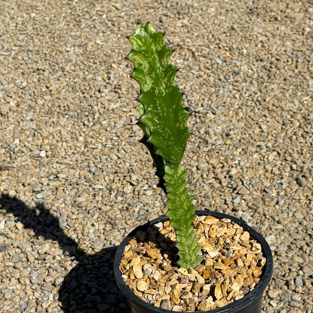 Green African Milk Tree - Euphorbia trigona &