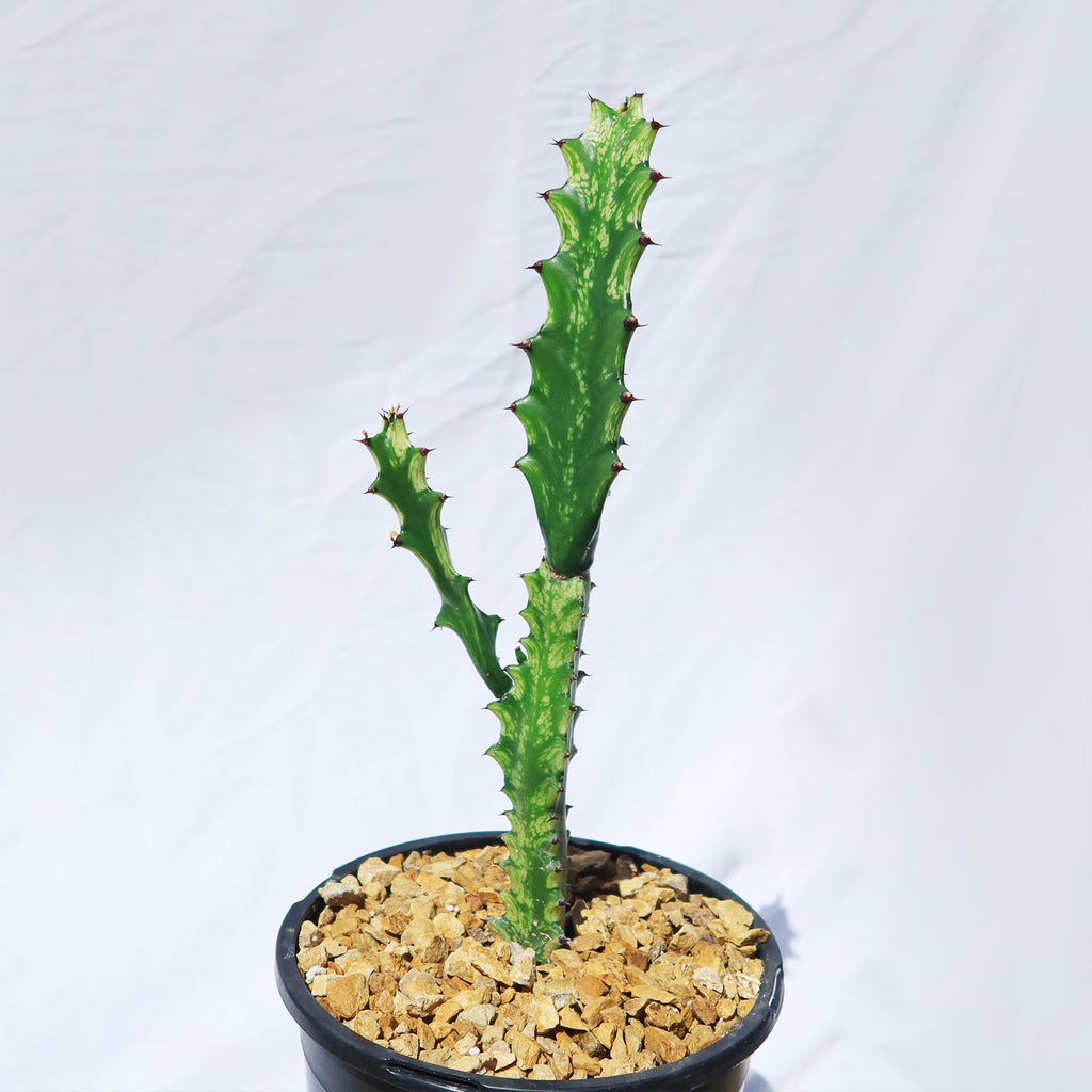 Green African Milk Tree - Euphorbia trigona &