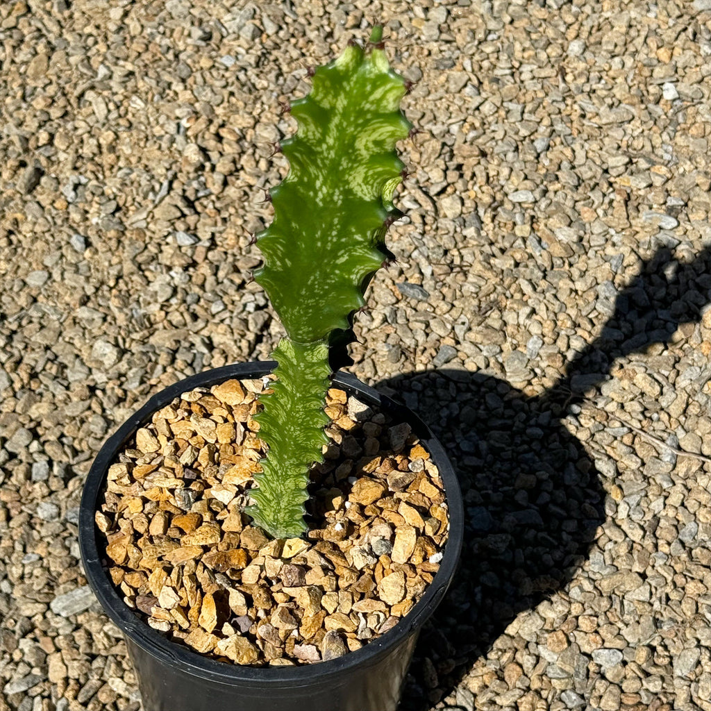 Green African Milk Tree - Euphorbia trigona &