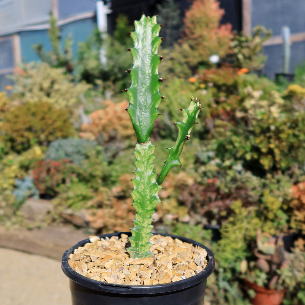 Green African Milk Tree - Euphorbia trigona &