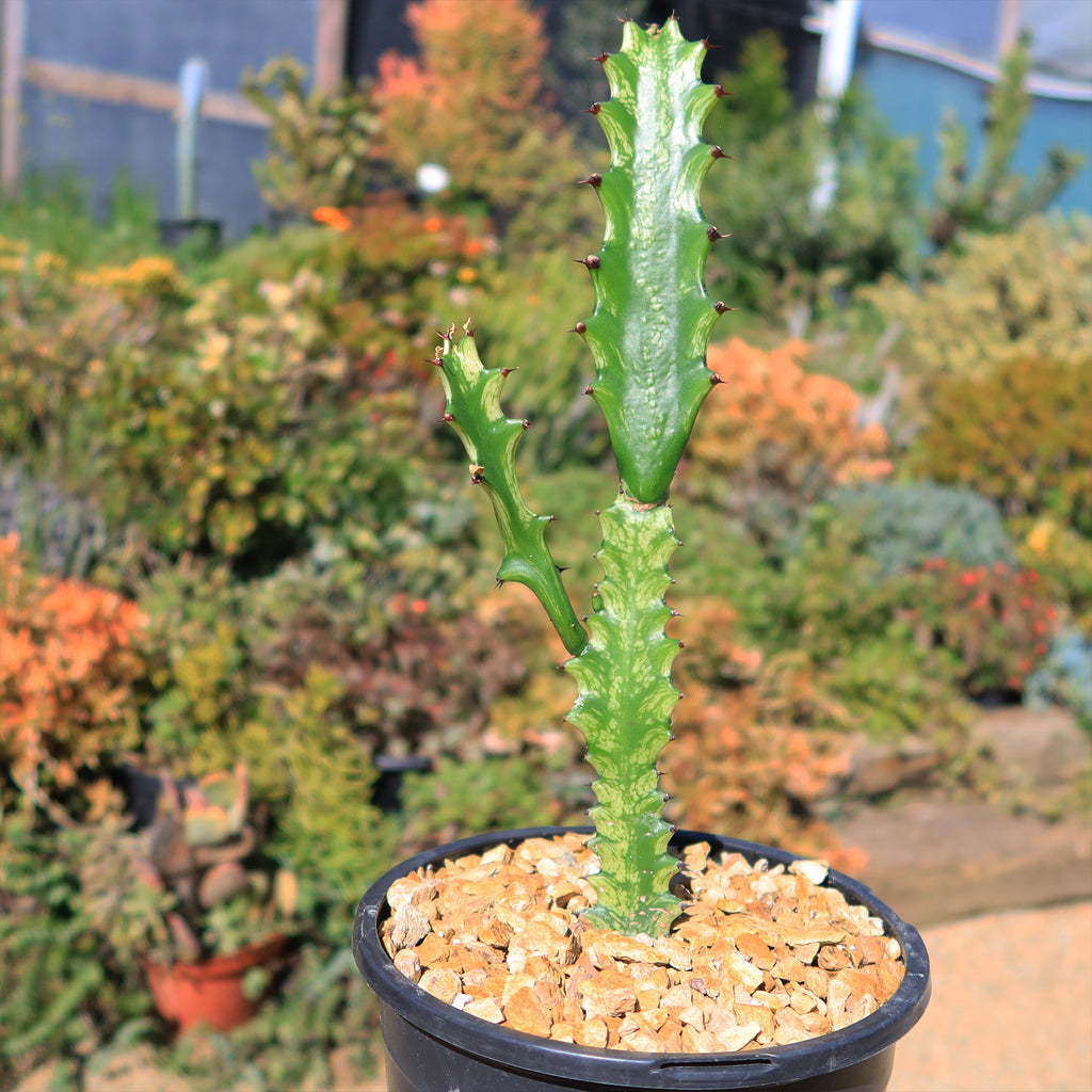 Green African Milk Tree - Euphorbia trigona &