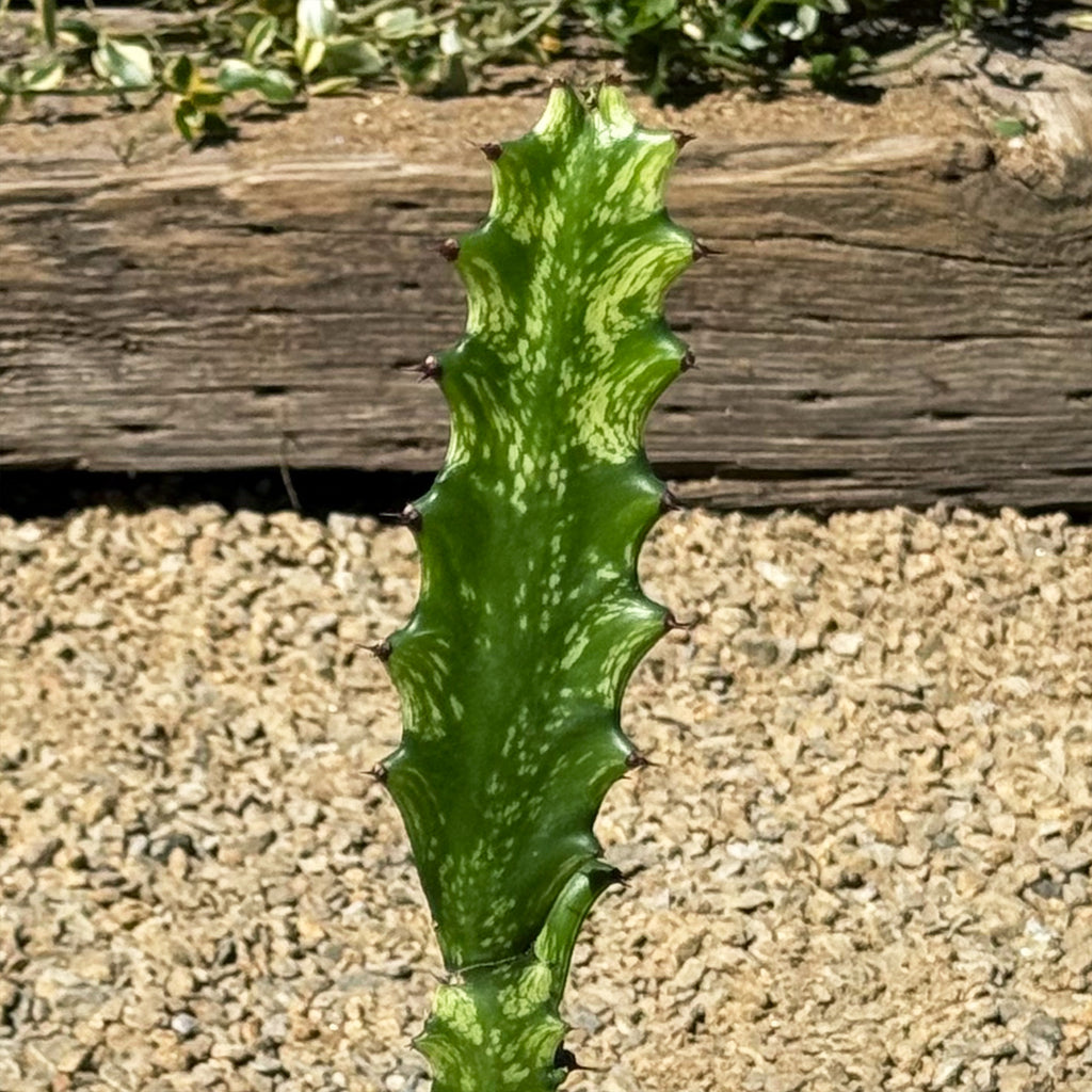 Green African Milk Tree - Euphorbia trigona &