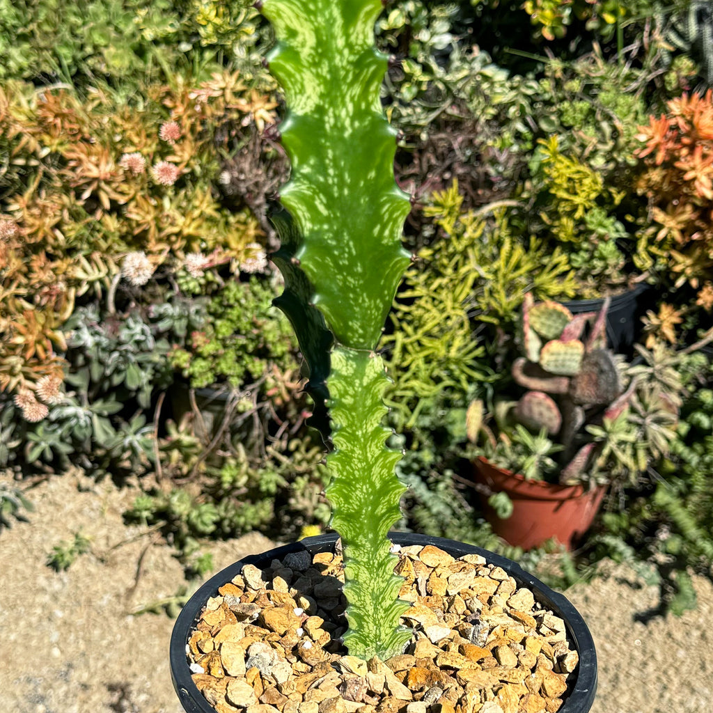 Green African Milk Tree - Euphorbia trigona &