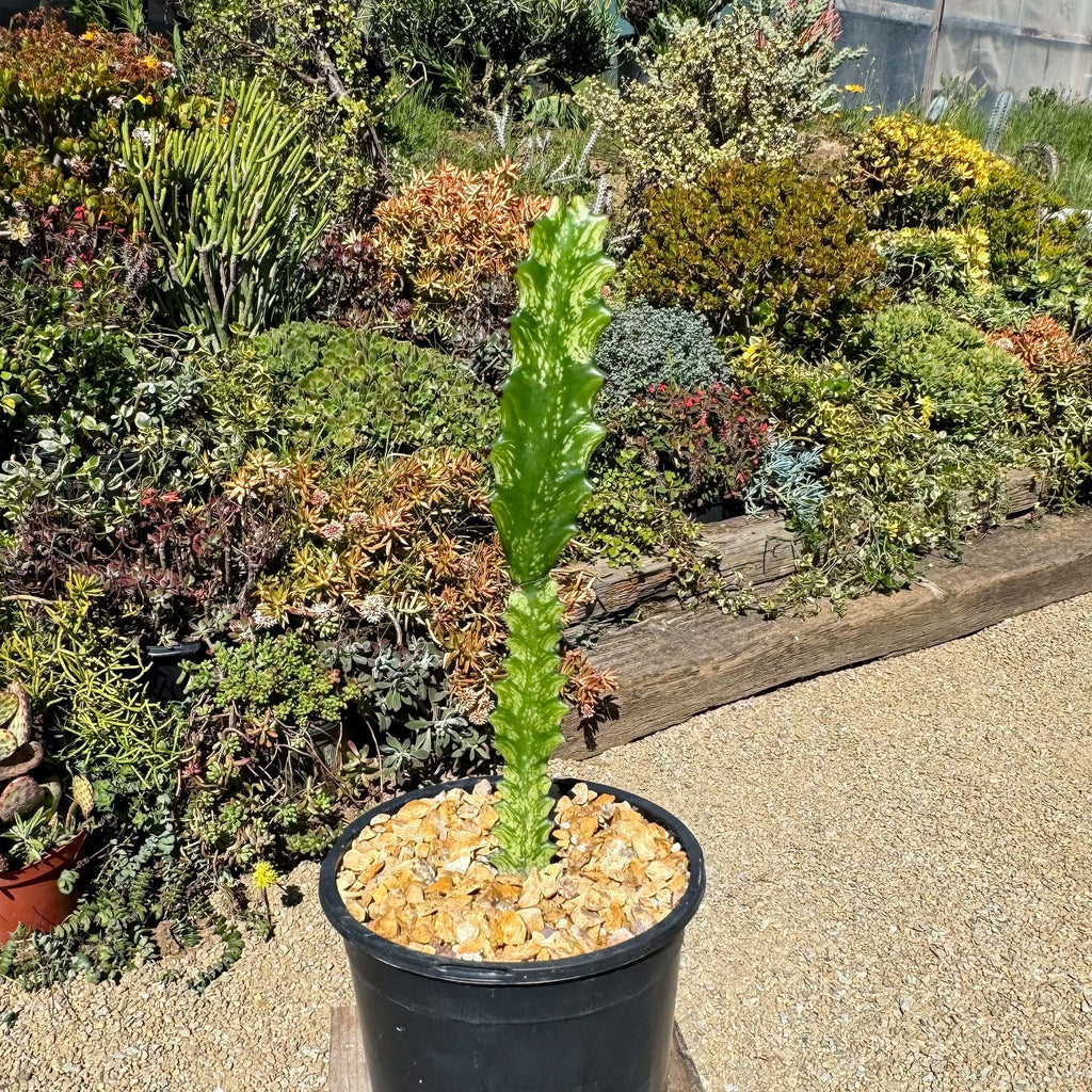 Green African Milk Tree - Euphorbia trigona &