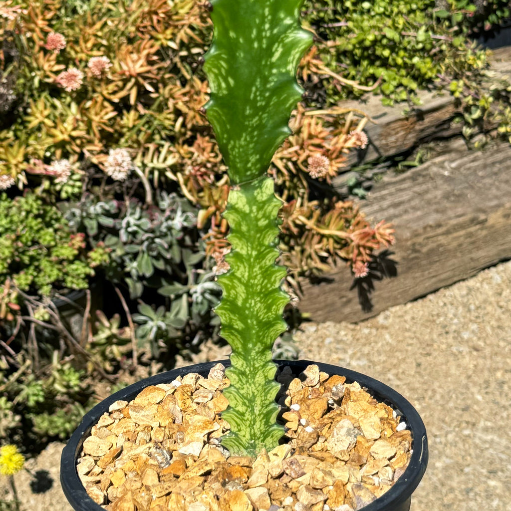 Green African Milk Tree - Euphorbia trigona &