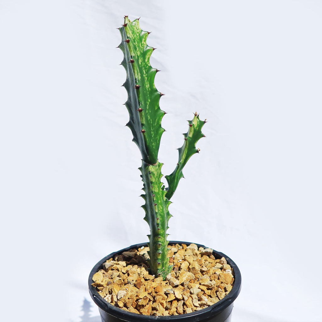 Green African Milk Tree - Euphorbia trigona &