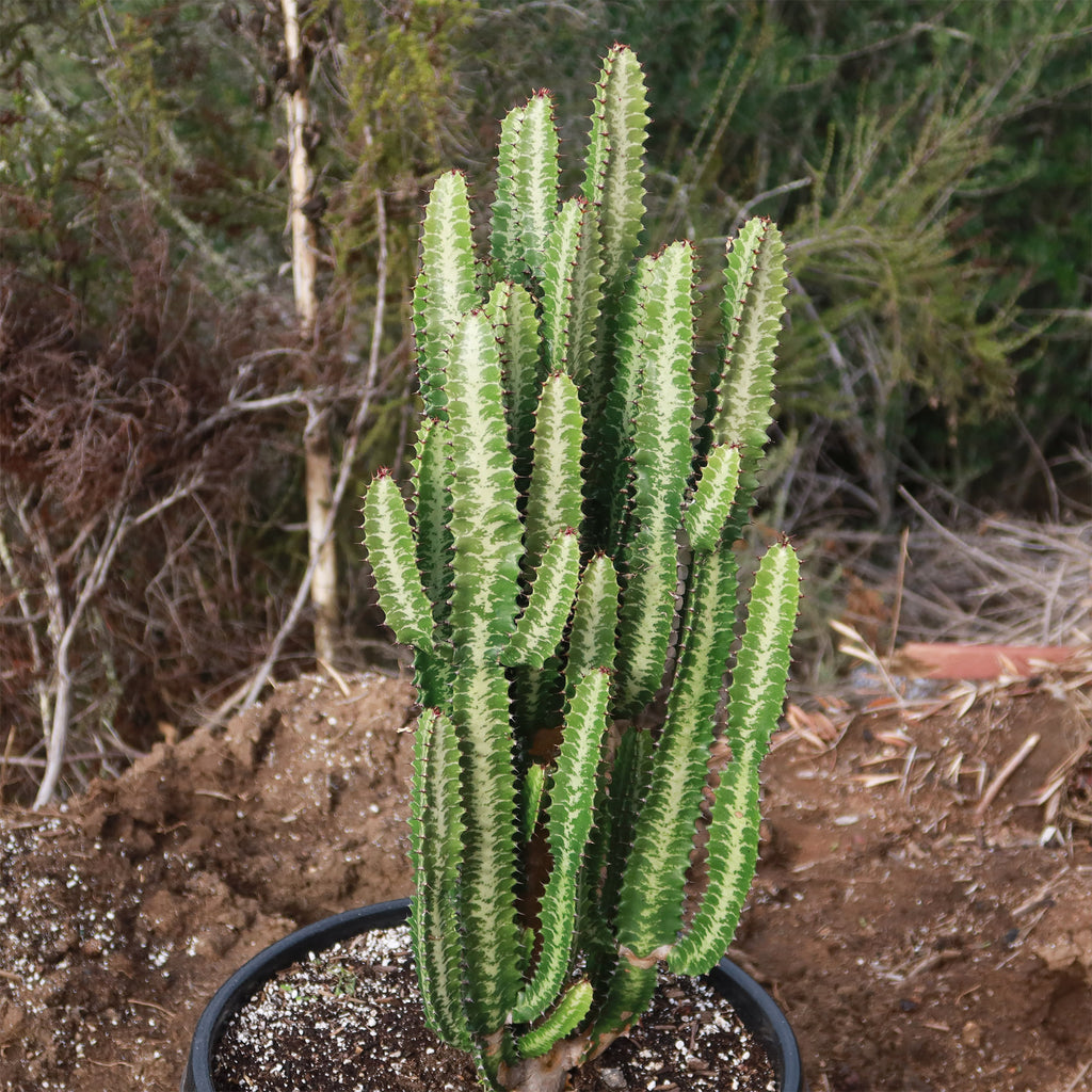 Green African Milk Tree - Euphorbia trigona &
