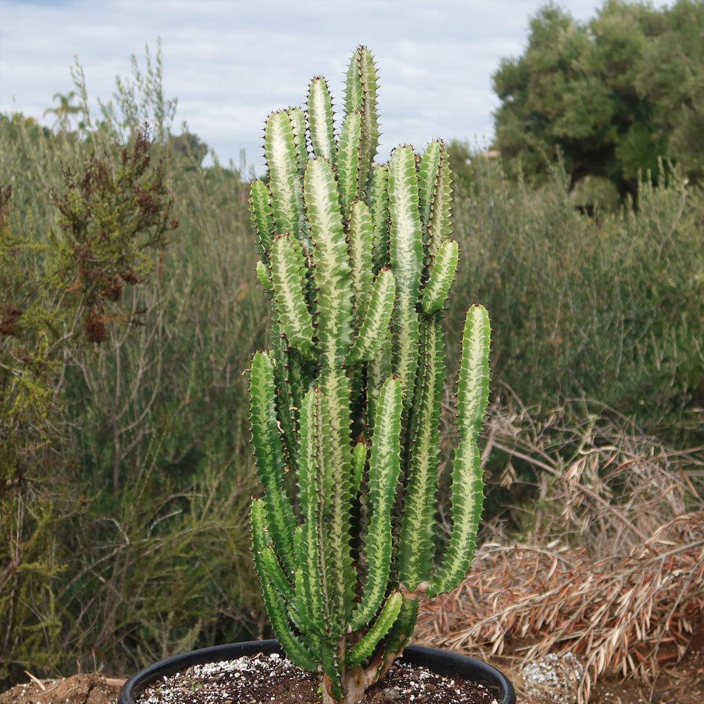 Green African Milk Tree - Euphorbia trigona &