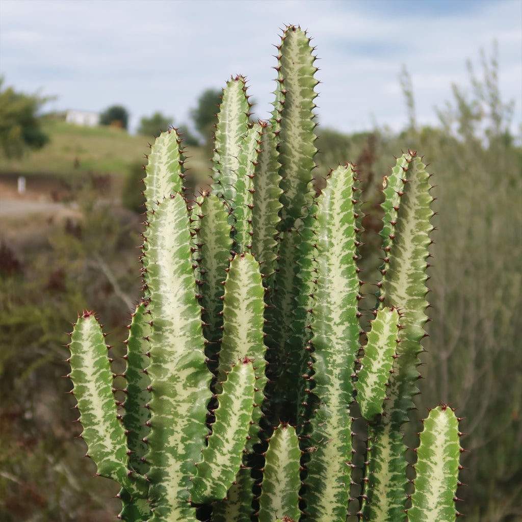 Green African Milk Tree - Euphorbia trigona &