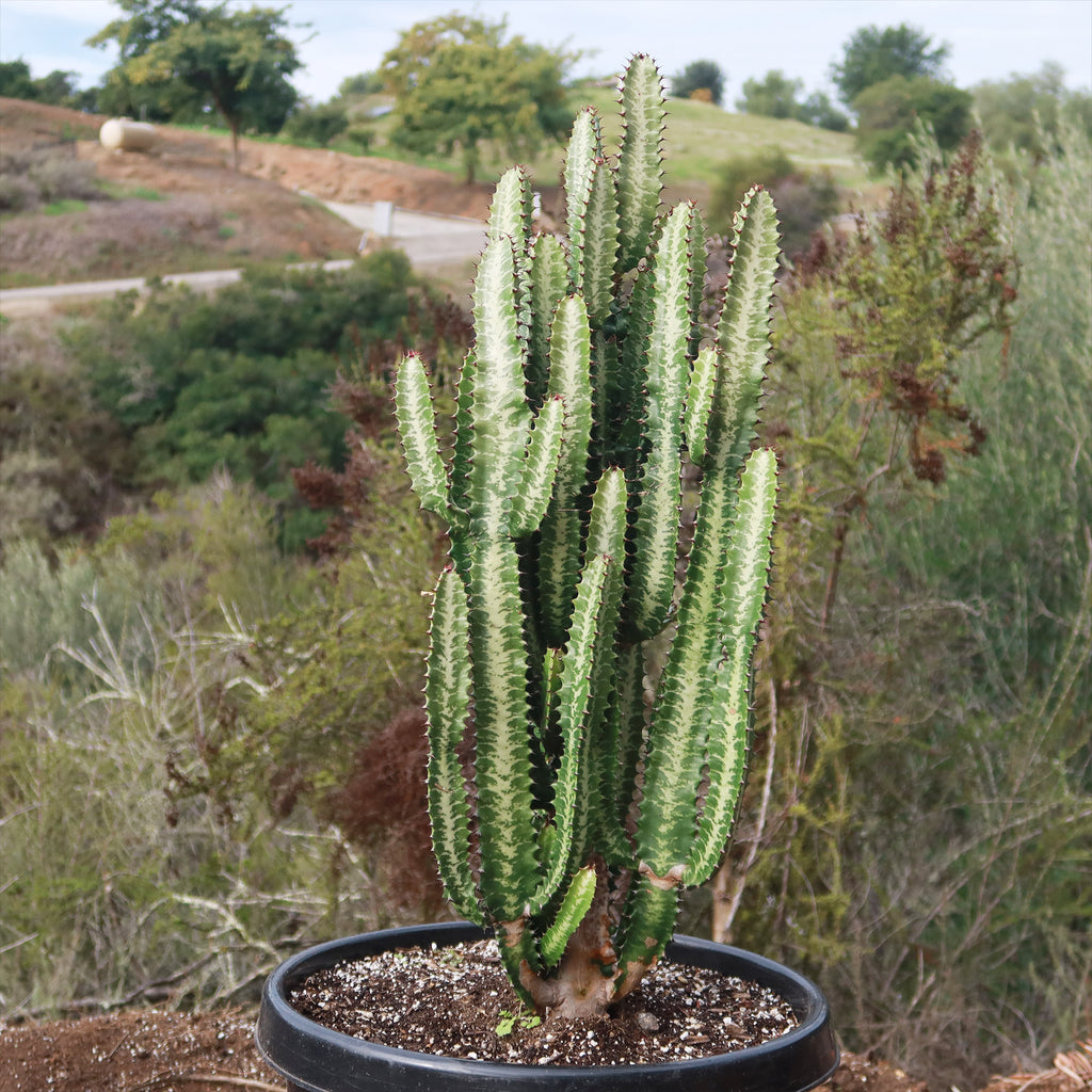 Green African Milk Tree - Euphorbia trigona &