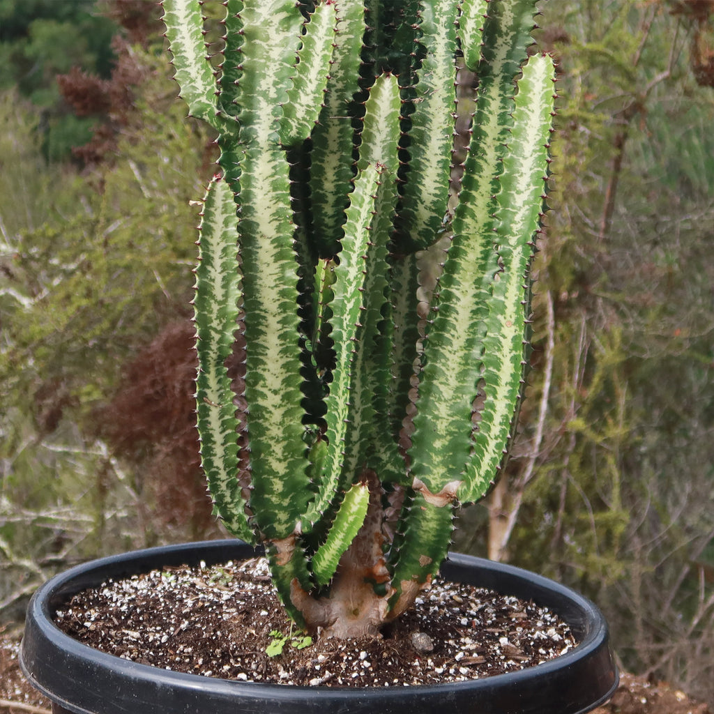 Green African Milk Tree - Euphorbia trigona &