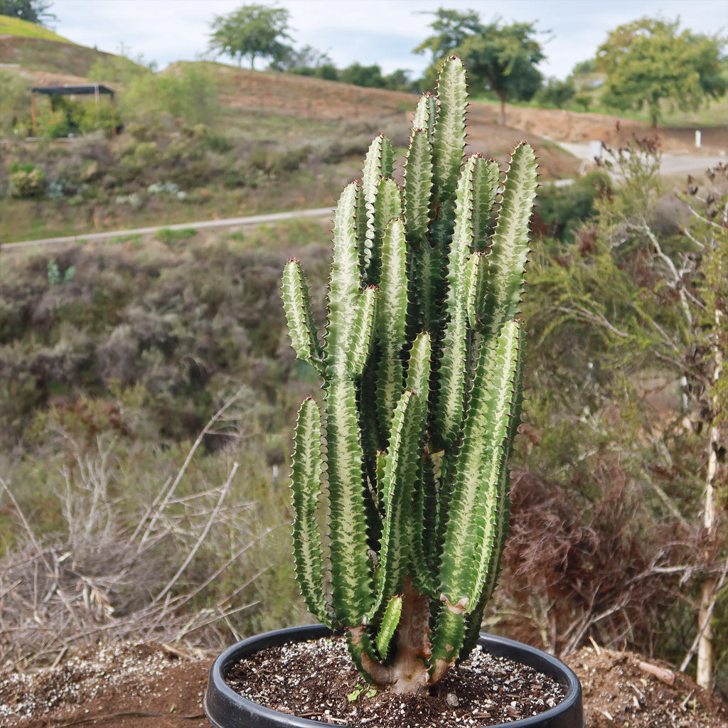 Green African Milk Tree - Euphorbia trigona &