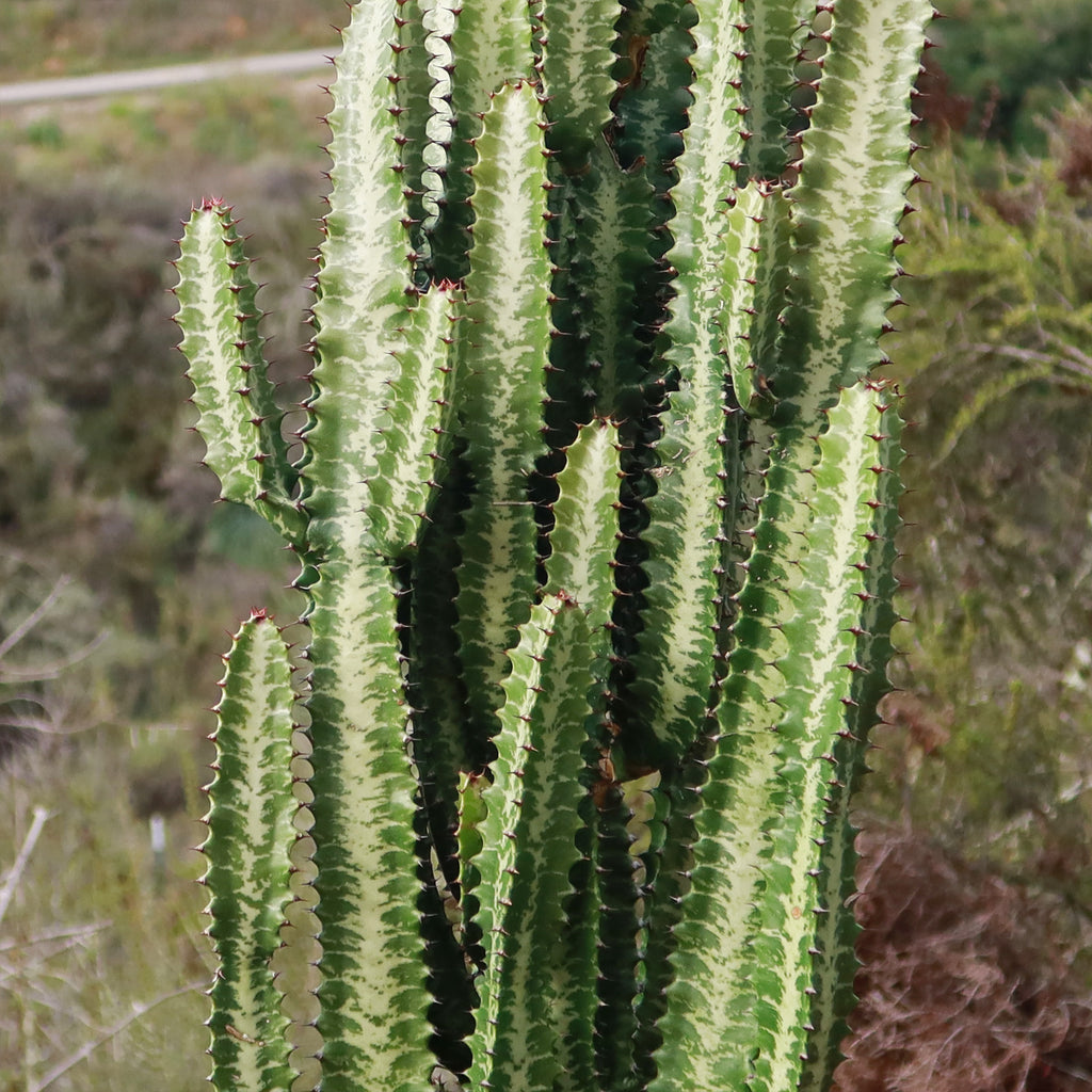 Green African Milk Tree - Euphorbia trigona &