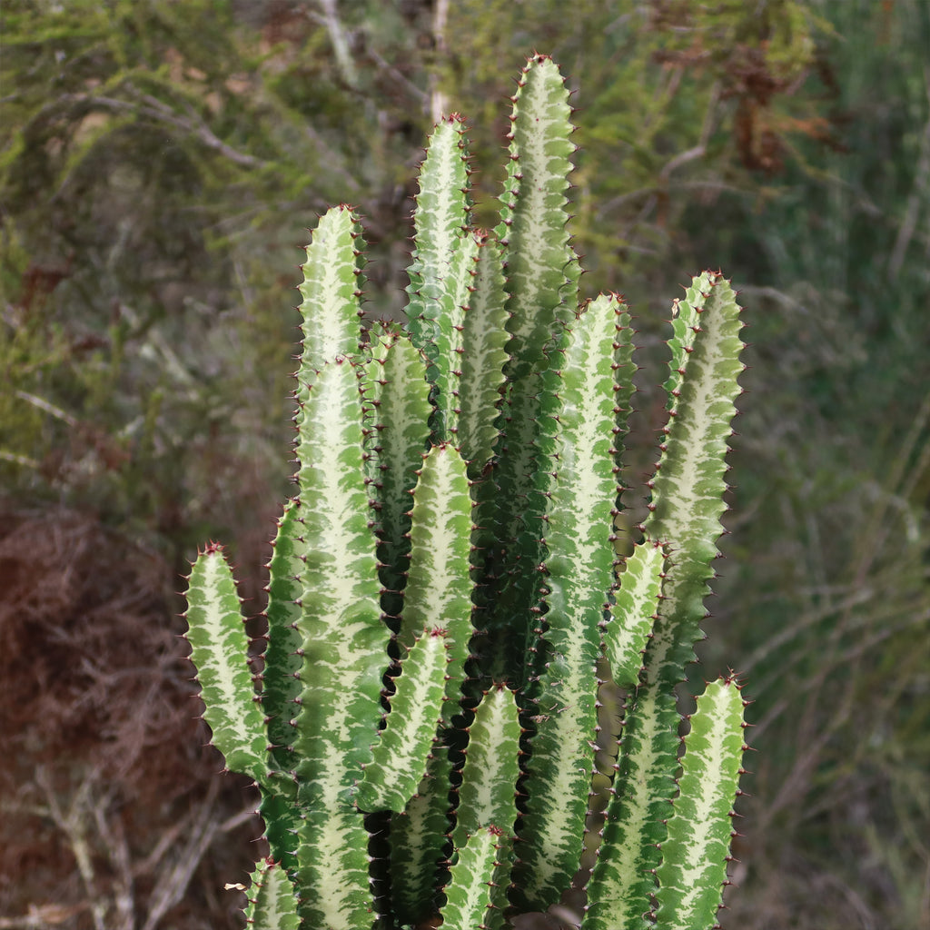 Green African Milk Tree - Euphorbia trigona &