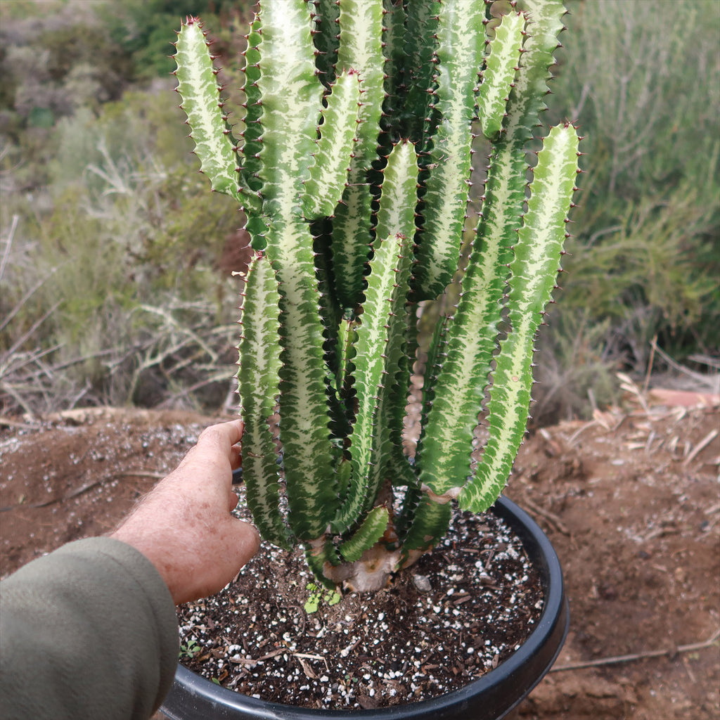 Green African Milk Tree - Euphorbia trigona &