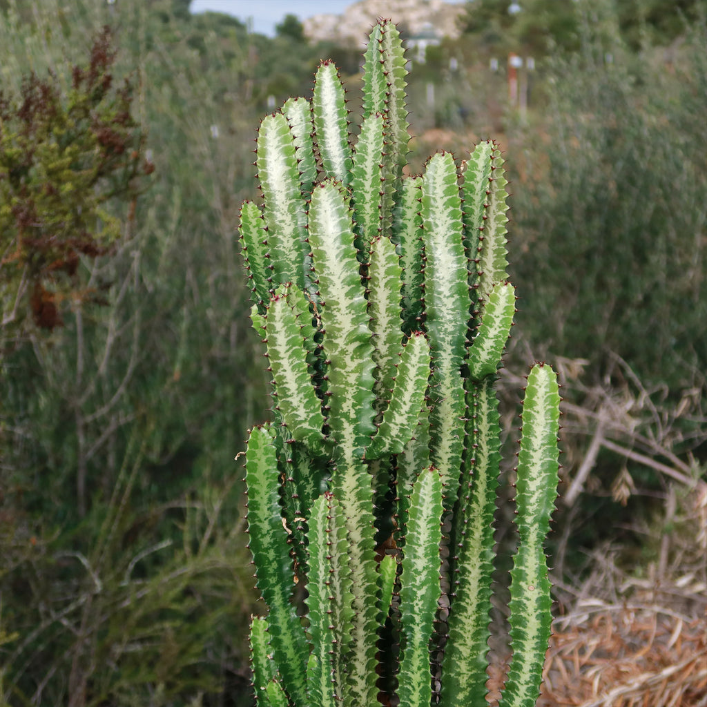 Green African Milk Tree - Euphorbia trigona &