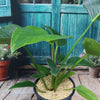 ‘Green Congo’ Philodendron