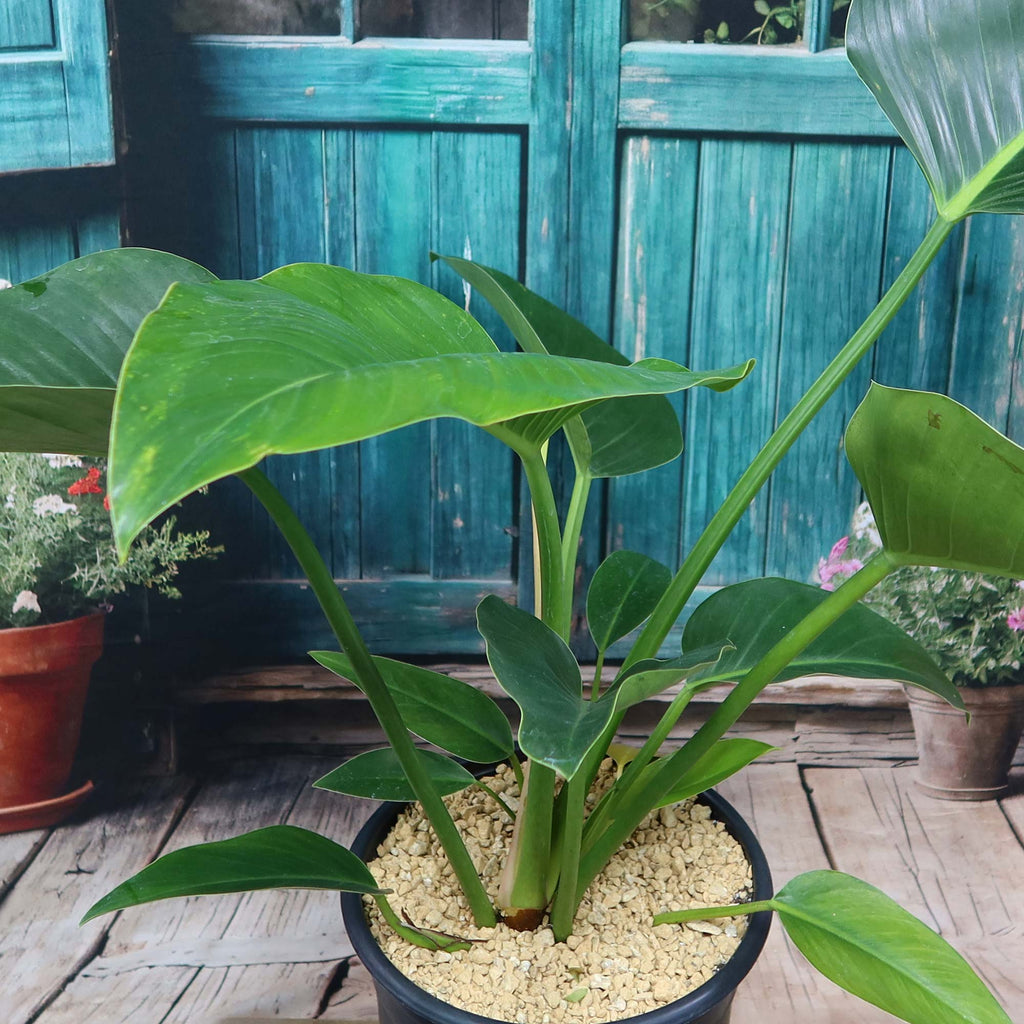 Potted indoor plant with glossy green leaves beside a small Buddha statue