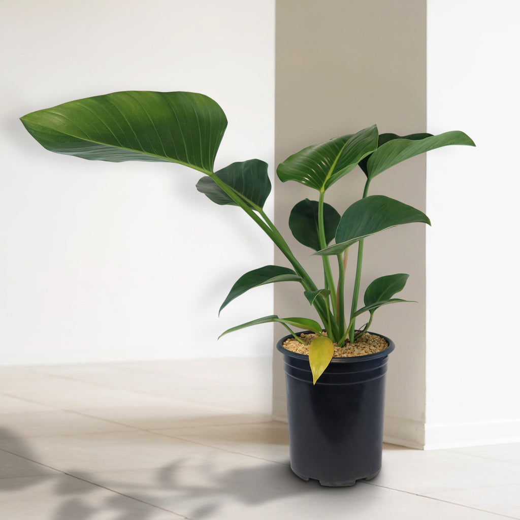 Potted indoor plant with glossy green leaves beside a small Buddha statue