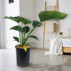 ‘Green Congo’ Philodendron
