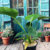 ‘Green Congo’ Philodendron