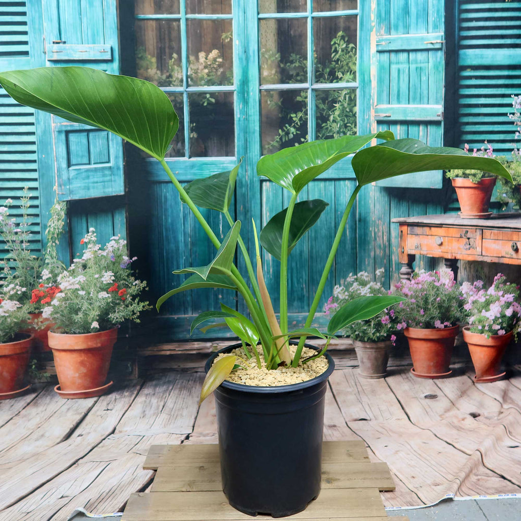 Potted indoor plant with glossy green leaves beside a small Buddha statue