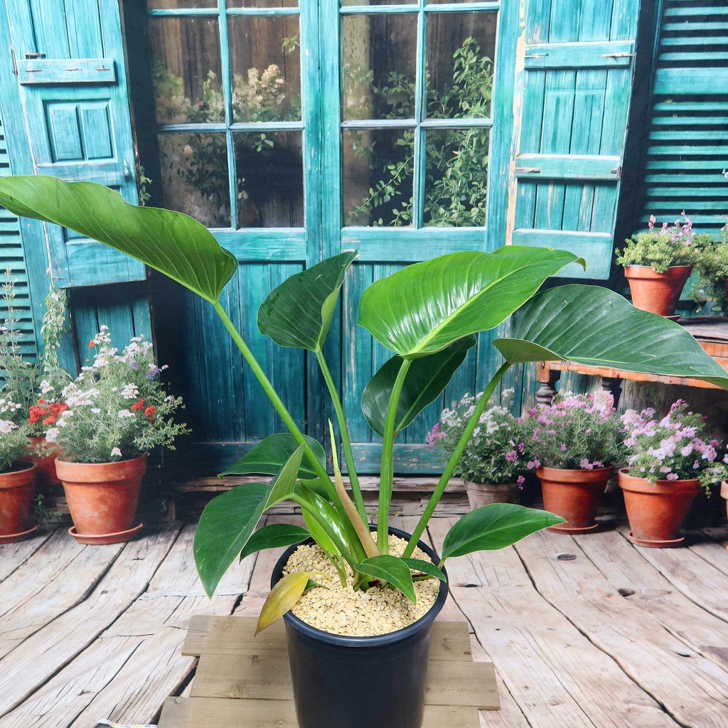 Potted indoor plant with glossy green leaves beside a small Buddha statue