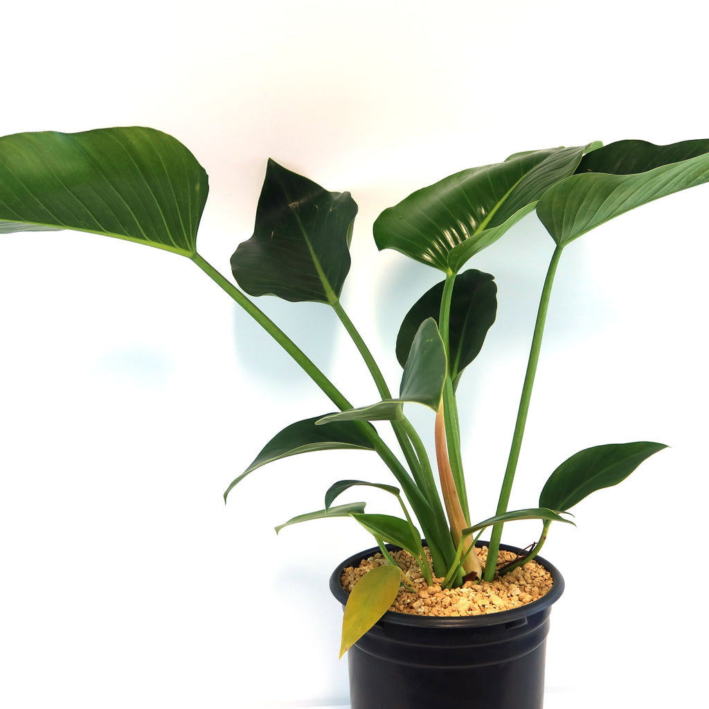 Potted indoor plant with glossy green leaves beside a small Buddha statue
