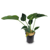 ‘Green Congo’ Philodendron