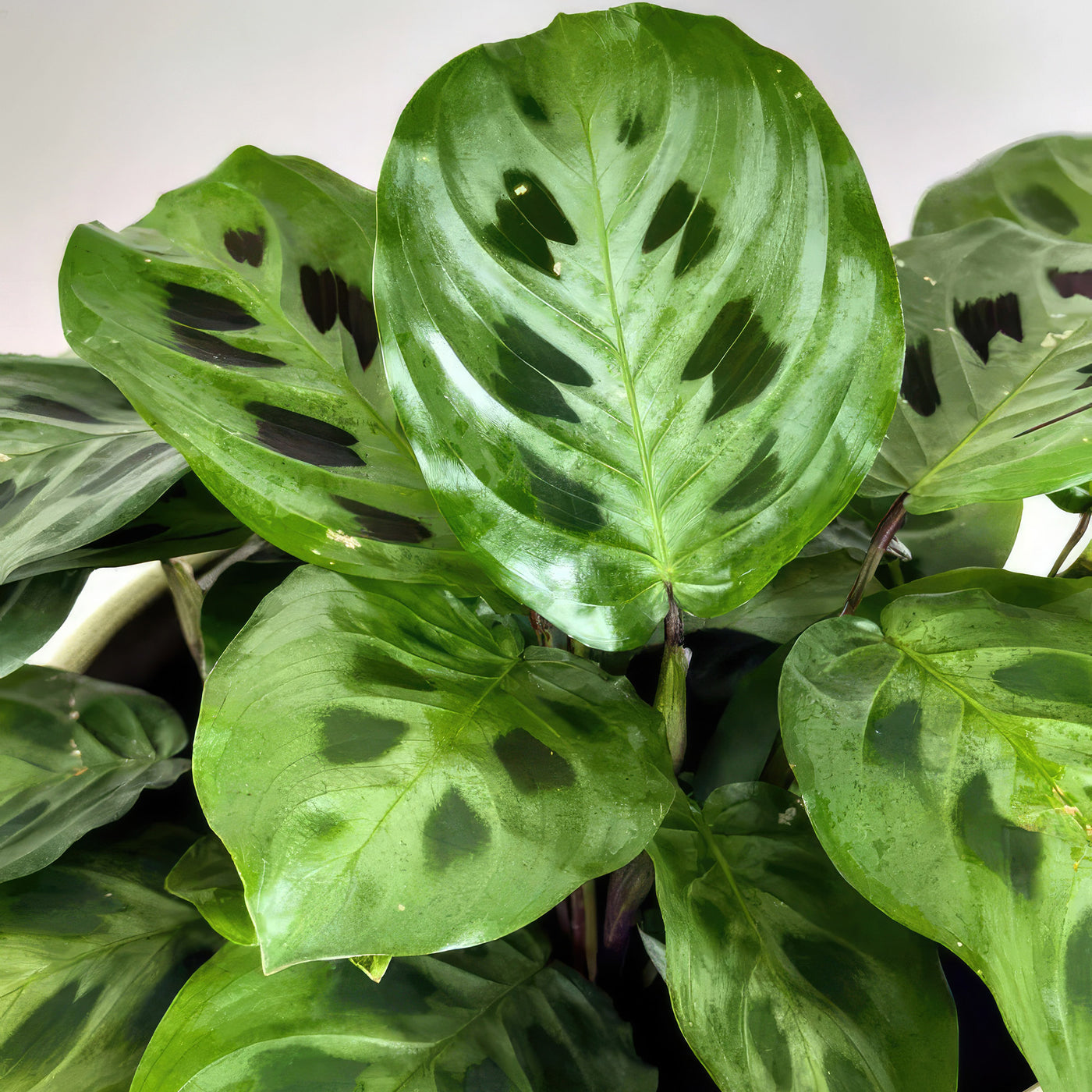 prayer plant for sale near me Prayer Plant ‘Maranta leuconeura’ 6" Pot / Light Green / With Pot