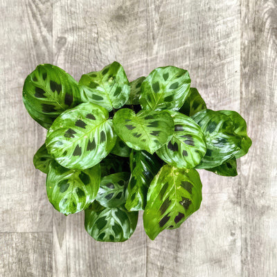 green and white prayer plant Prayer Plant ‘Maranta leuconeura’ 6" Pot / Light Green / With Pot