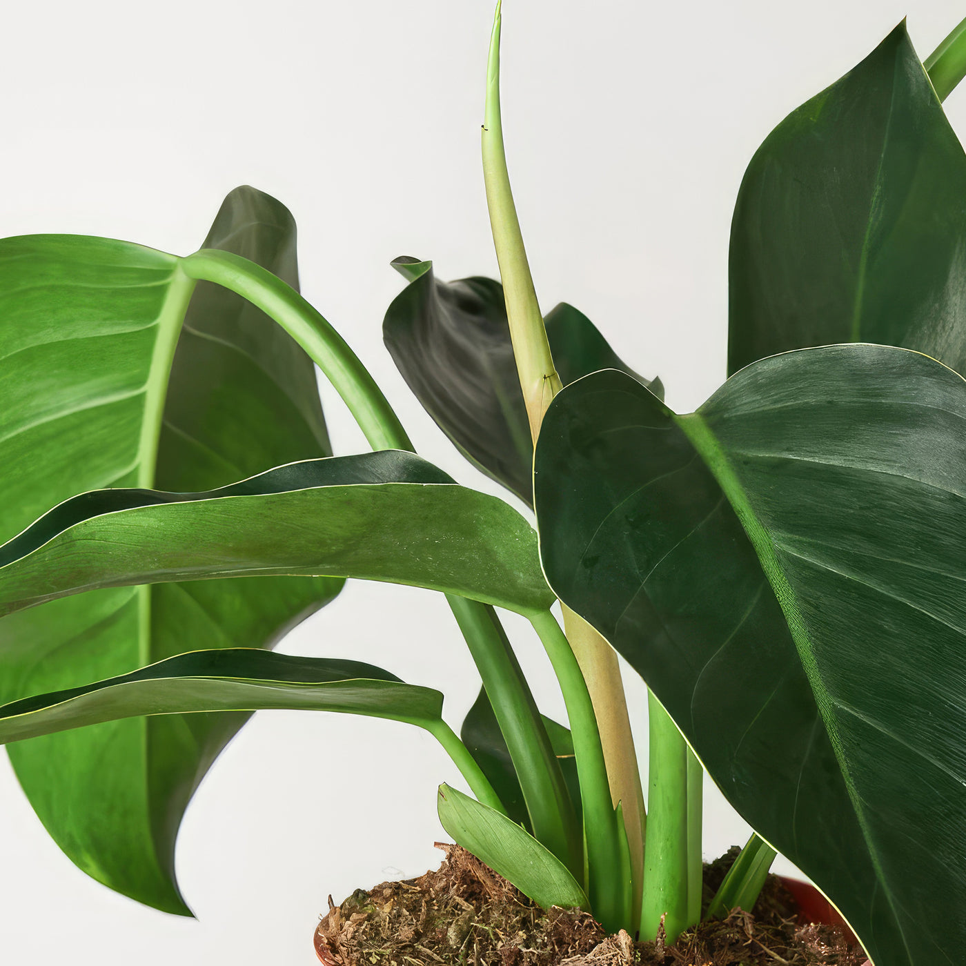 green congo philodendron care ‘Green Congo’ Philodendron 2 Gal. / Black / No Pot