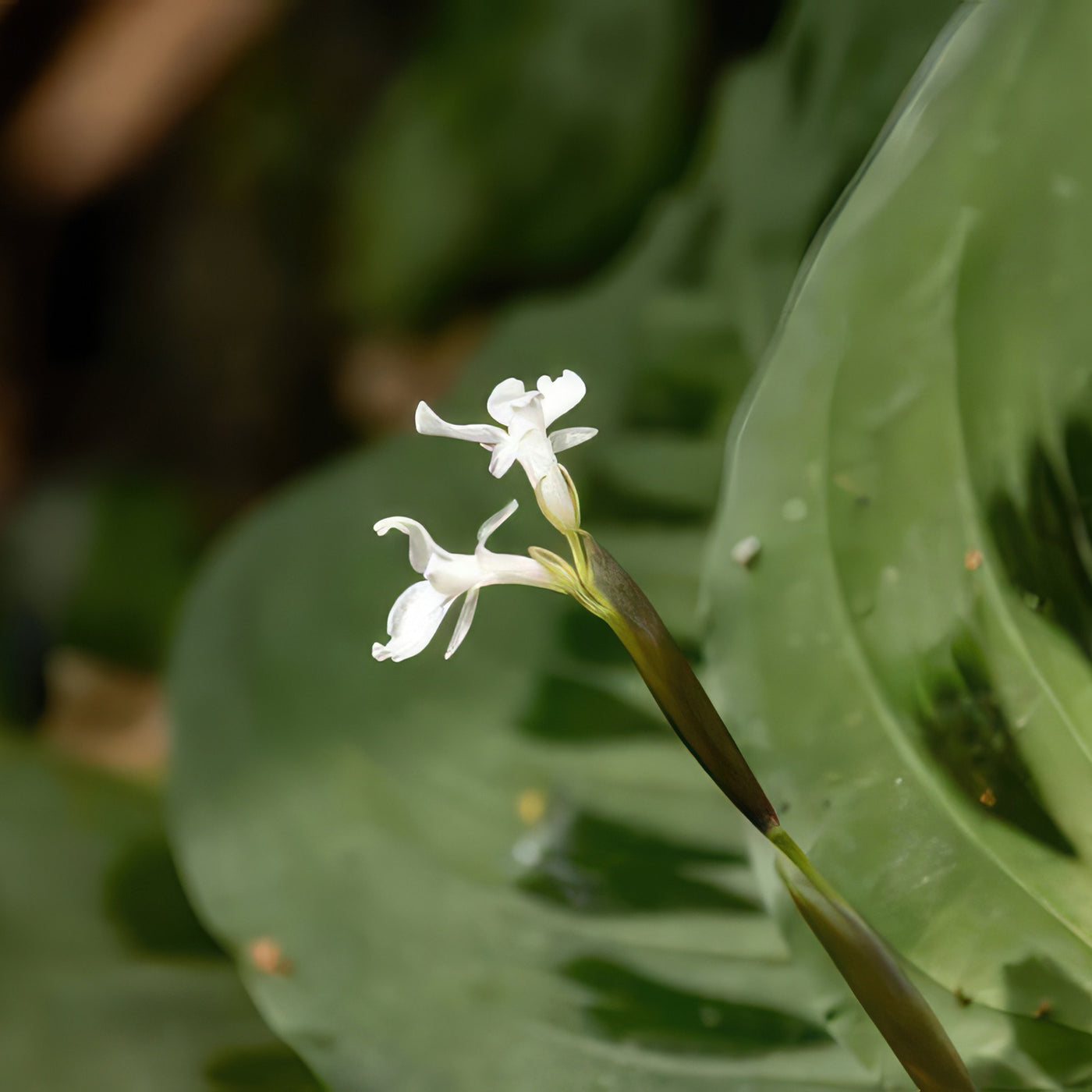 Prayer Plant ‘Maranta leuconeura’